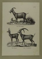 ZIEGE, GEMSE, GÄMSE, STEINBOCK, LITHOGRAPHIE UM 1840