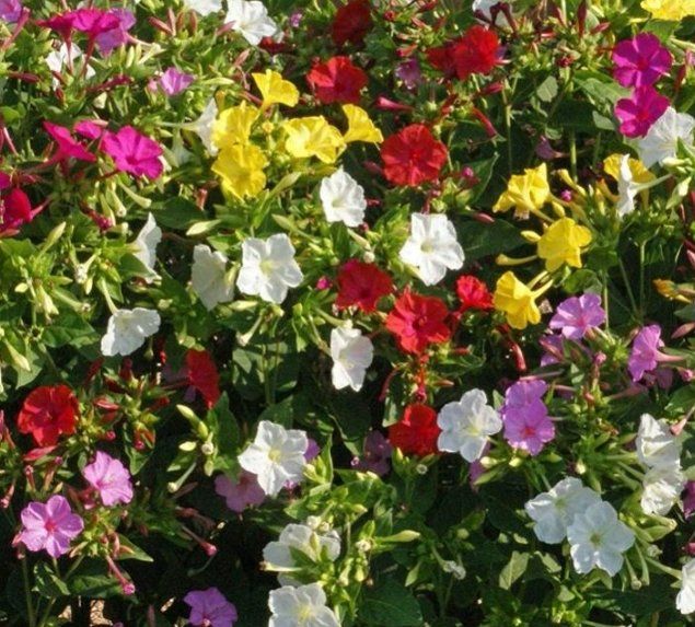 Piante & sementi: 20 SAMEN GRAINES SEMI MIRABILIS MIX Fleur De Mirabilis – Nuovo e nell'imballaggio originale da Rovio venduto da POSITIFFARTandPLANTS 5