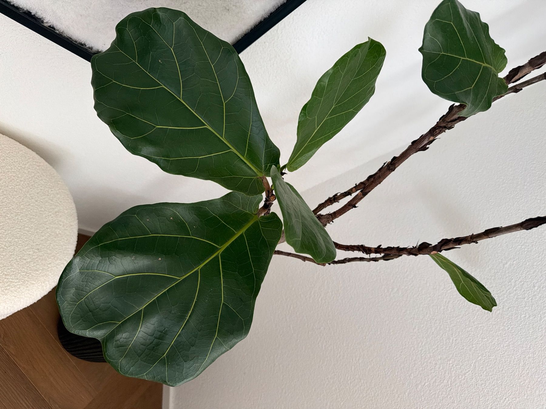 Plantes & graines: Geigenfeige gross – D'occasion à Bern par vjo_7d2f