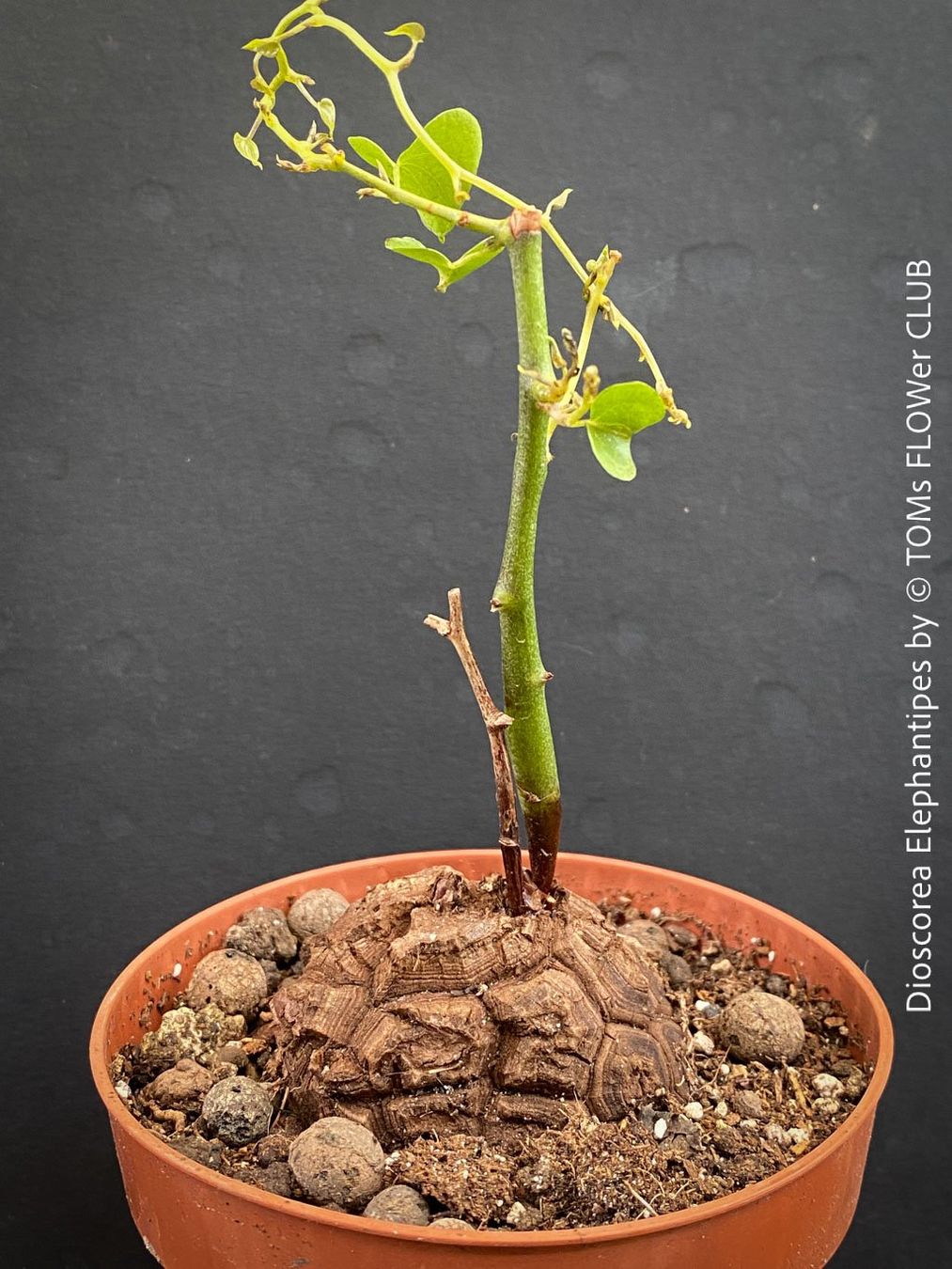 Pflanzen & Samen: Dioscorea elephantipes - "Turtle Plant" aus Südafrika – Neu und originalverpackt aus Adliswil von astom369 8