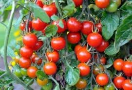 Piante & sementi: 30 Samen Tomate CERISE Kirschtomate Stabtomate Cocktail – Nuovo (secondo la descrizione) da Ehrendingen venduto da VerveinaSamen 1