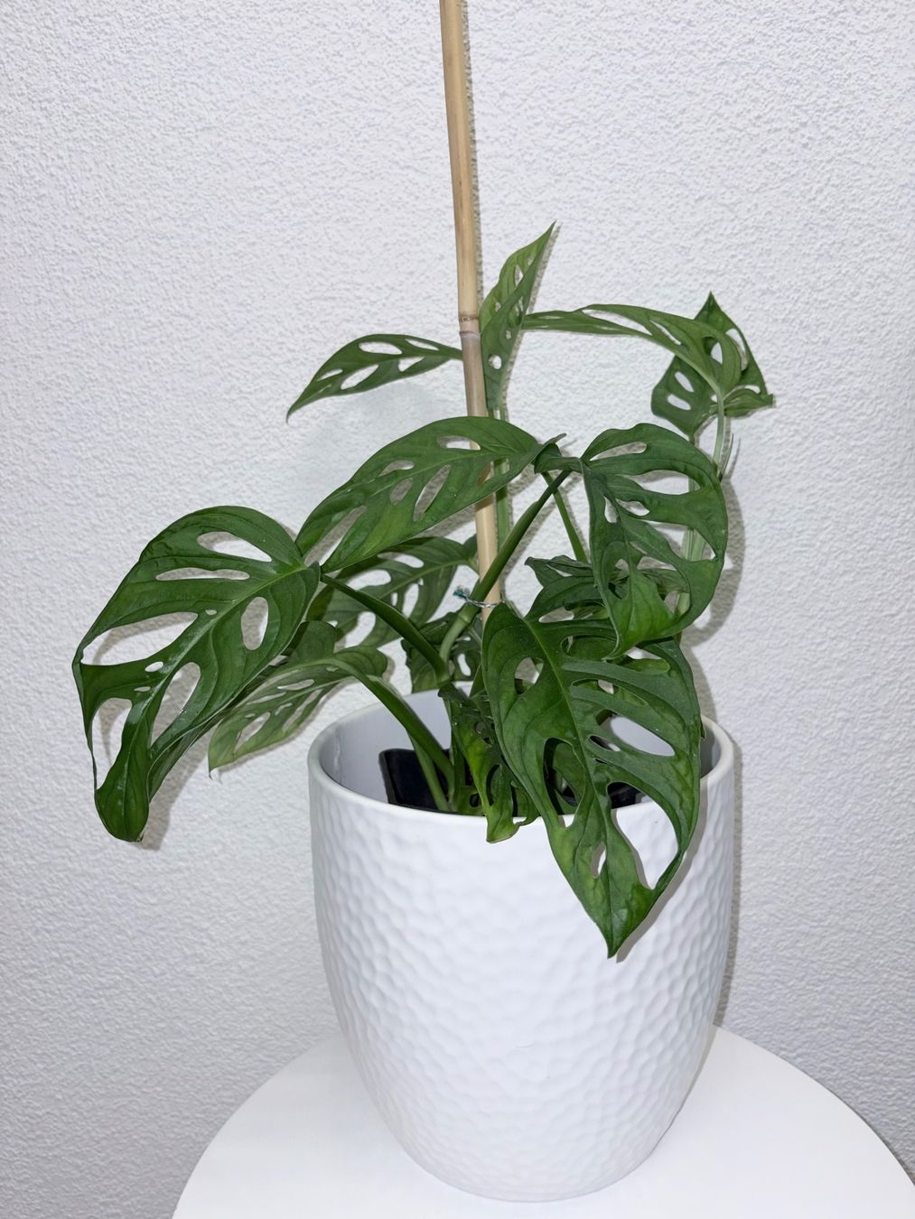 Plantes & graines: Monstera 'Monkey Leaf Monstera adansonii 46 cm – D'occasion à Kilchberg ZH par malibubeach 1