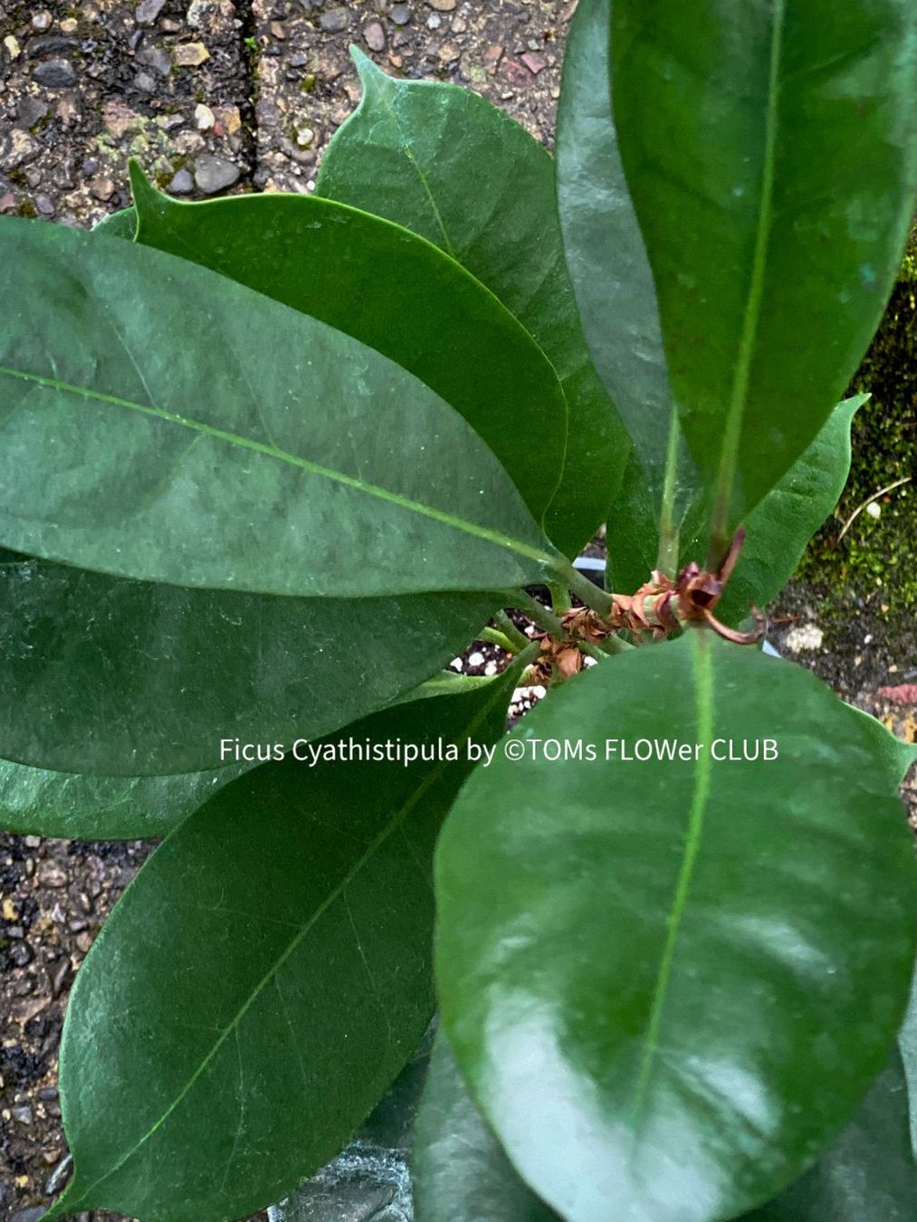 Pflanzen & Samen: Ficus Cyathistipula - afrikanischer Feigenbaum - 70-90cm – Neu und originalverpackt aus Adliswil von TAKEYOURPLANT 4