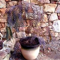Albizia pleureur  'Chocolate Fountain'