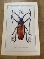 AK neu Käfer Illustration - Postkarte