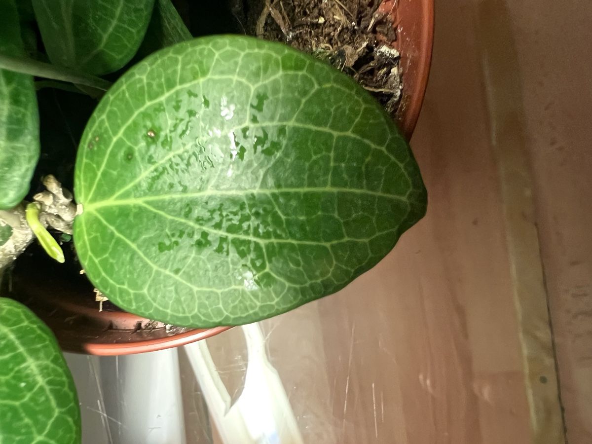 Pflanzen & Samen: Hoya fitchii – Gebraucht aus Chevenez von ric_v6s7 5