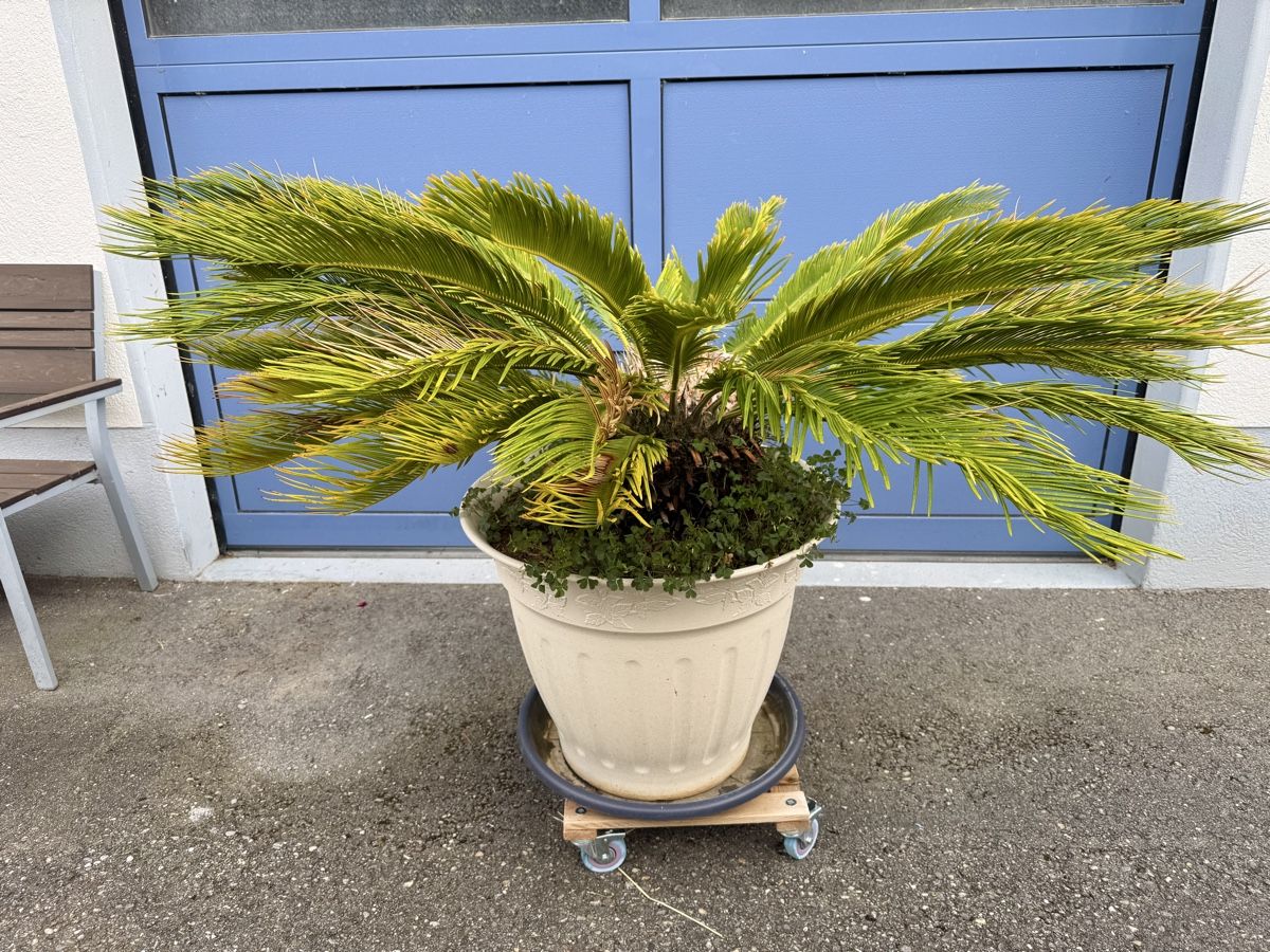 Piante & sementi: Ananas Palme – Usato da Matzendorf venduto da Glubsch 2