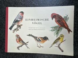 Einheimische Vögel Band 1 1951