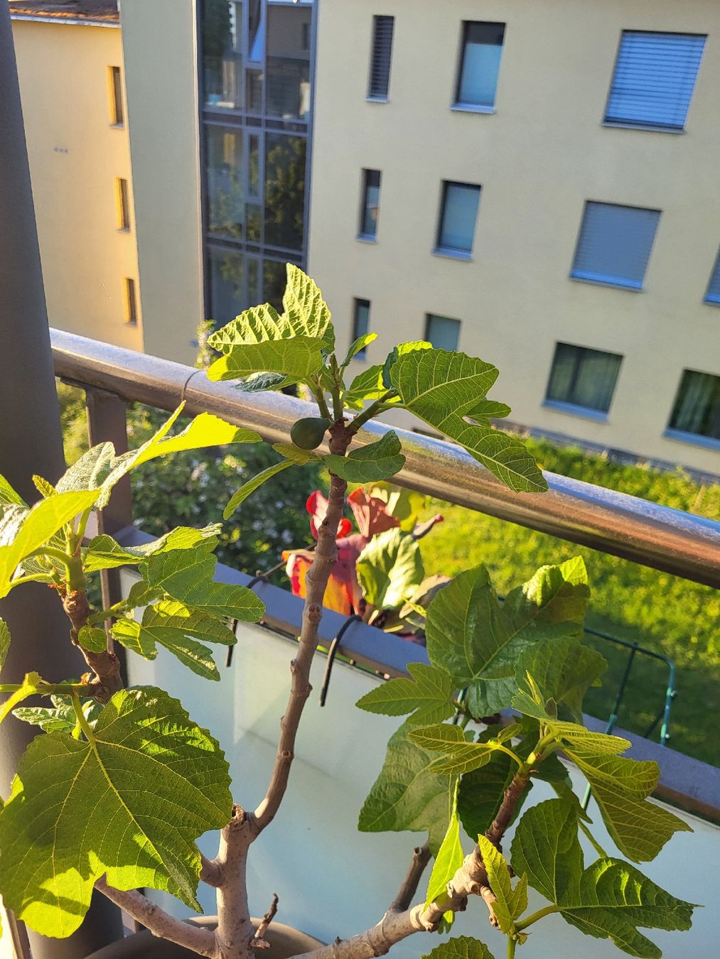 Piante & sementi: Feigenbaum Pflanze im Topf – Usato da Zürich venduto da Lizi7 2