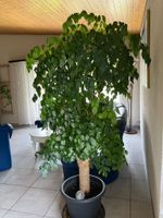 ficus