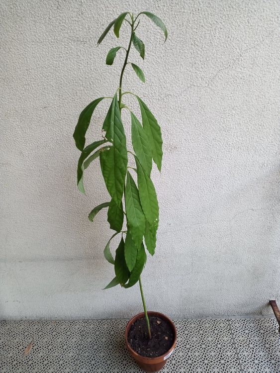 Avocado Pflanze Kaufen auf Ricardo