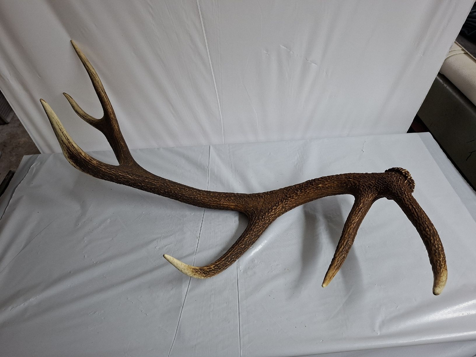 Altre raccolte & rarità: Hirsch Abwurfstange 85 cm – Usato da Urnäsch venduto da Ursjack 2