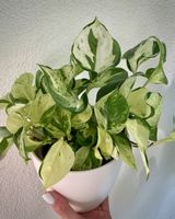 Epipremnum Manjula