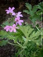 Pelargonium Rosat - stark duftende Rosengeranie