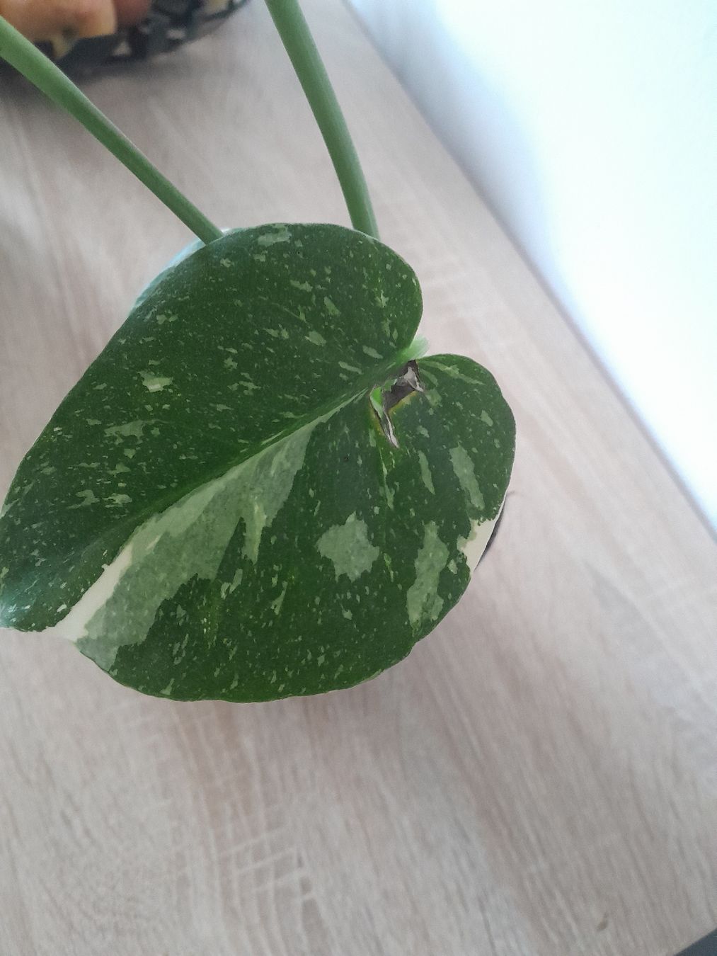 Pflanzen & Samen: Monstera Thai Constellation 40 cm – Gebraucht aus Walde AG von tra_7vrt 1