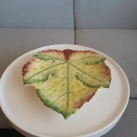 50er Jahren "GV" Keramik Obstschale in Form eines Weinblatts
