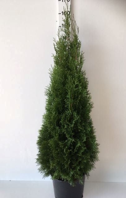 Piante & sementi: Thuja "Smaragd" 125-150cm – Nuovo (secondo la descrizione) da Sursee venduto da pflugshaupt01