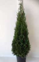 Thuja "Smaragd" 125-150cm