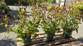Gelber Sonnenhut Rudbeckia fulgida Goldsturm– 3 Pflanzen