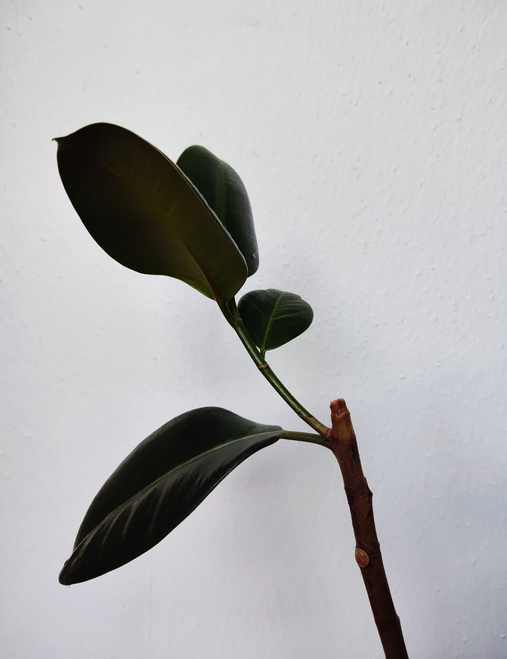 Piante & sementi: Ficus Elastica – 72 cm avec pot – Usato da Carouge GE venduto da for_8yym 2