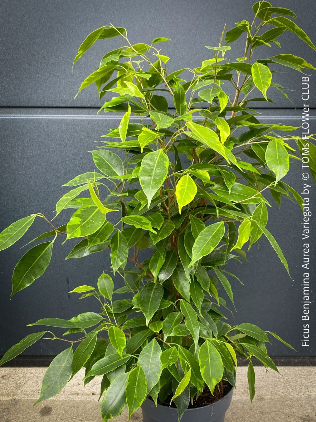Piante & sementi: Ficus Benjamina Aurea Variegata - gold-panaschiert – Nuovo e nell'imballaggio originale da Adliswil venduto da TAKEYOURPLANT