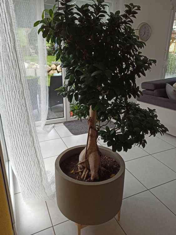 Fiicus Ginseng Bonsai Baum mit Topf Kaufen auf Ricardo
