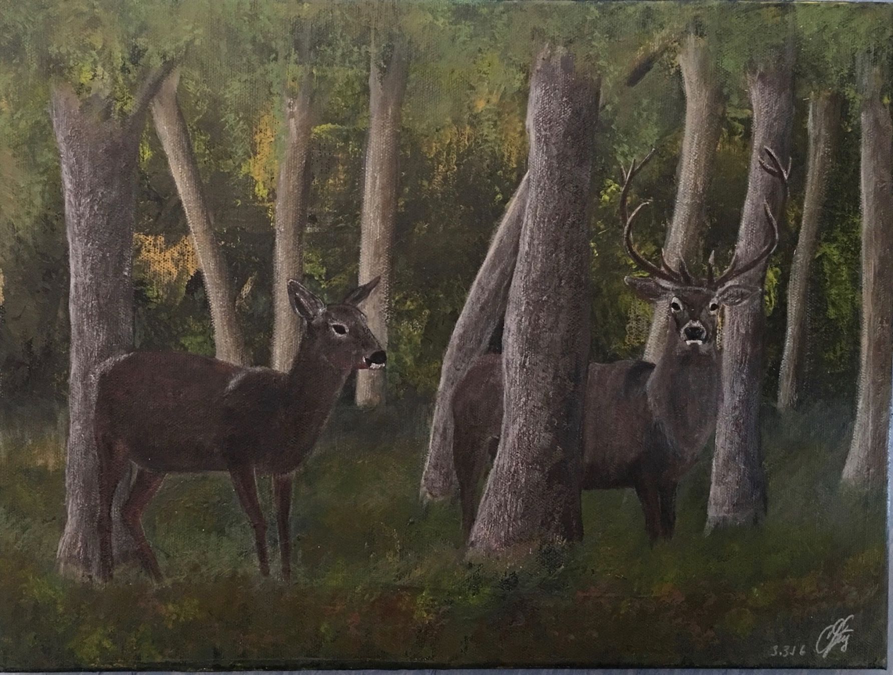 Foto & Immagini: Bild „Hirsch im Wald“ – Nuovo (secondo la descrizione) da Triesen venduto da cla_q2js