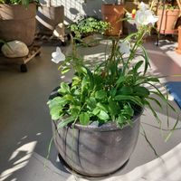 Weisse Glockenblume mit Topf, wird ca 70 cm, üppig Blüten 