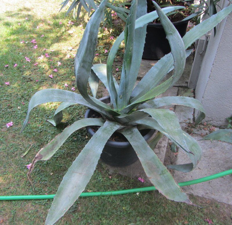 Piante & sementi: Agave 100 cm hoch – Usato da Kreuzlingen venduto da heinrich7h 1
