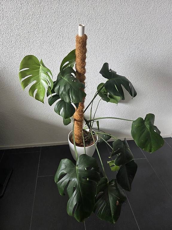 Pflanzen & Samen: Große Monstera mit Kokosstab und Topf – Gebraucht aus Bern von deb_t8fl 2