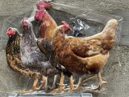 Hühner huhn hahn tier Geflügel 