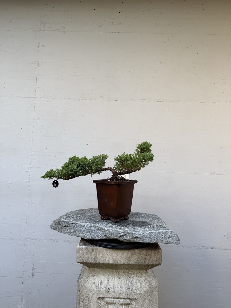 Plantes & graines: Juniperus Kaskaden-Bonsai AB 1.-  – D'occasion à Gossau SG par SolitariusBotanica 4