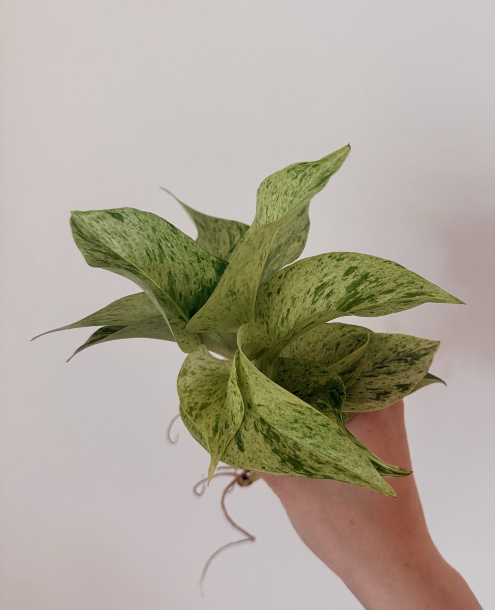 Pflanzen & Samen: Pothos Marble Queen cuttings  – Neu (gemäss Beschreibung) aus Zürich von gom_zxb8