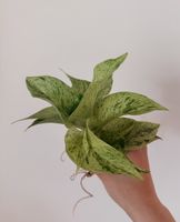 Pothos Marble Queen cuttings 