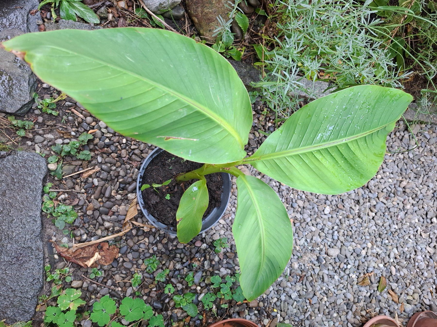 Plantes & graines: Pflanze winterharte Banane – D'occasion à Zürich par esap 2