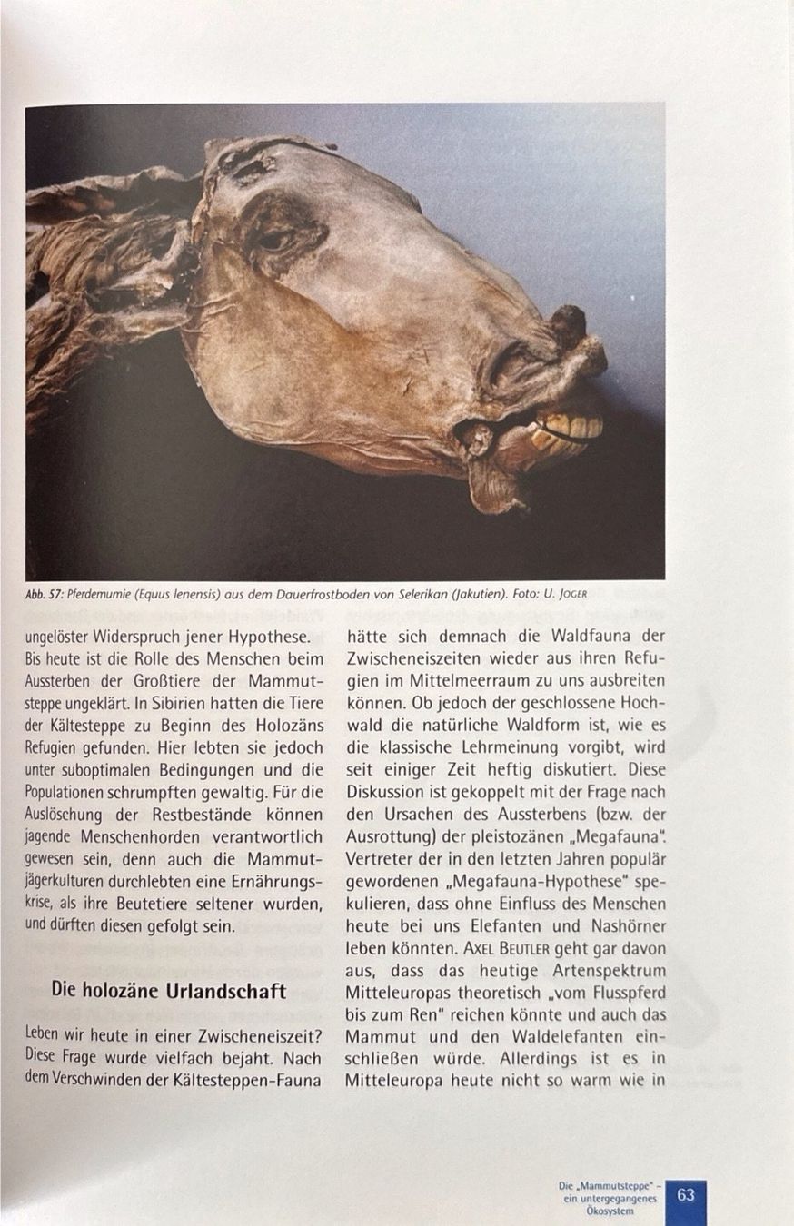 Libri: Mammut - Elefanten der Urzeit – Nuovo (secondo la descrizione) da Sarnen venduto da Livres 6