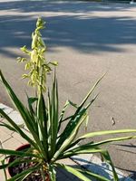 Winterharte Yucca 