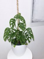 Monstera 'Monkey Leaf Monstera adansonii 60 cm