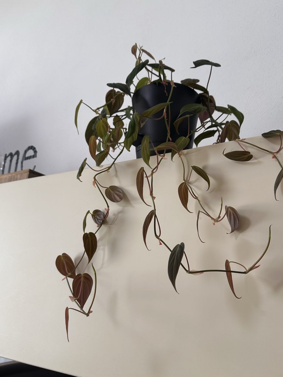 Piante & sementi: Philodendron micans – Steckling – Nuovo e nell'imballaggio originale da Taverne venduto da Alexbernasconi14