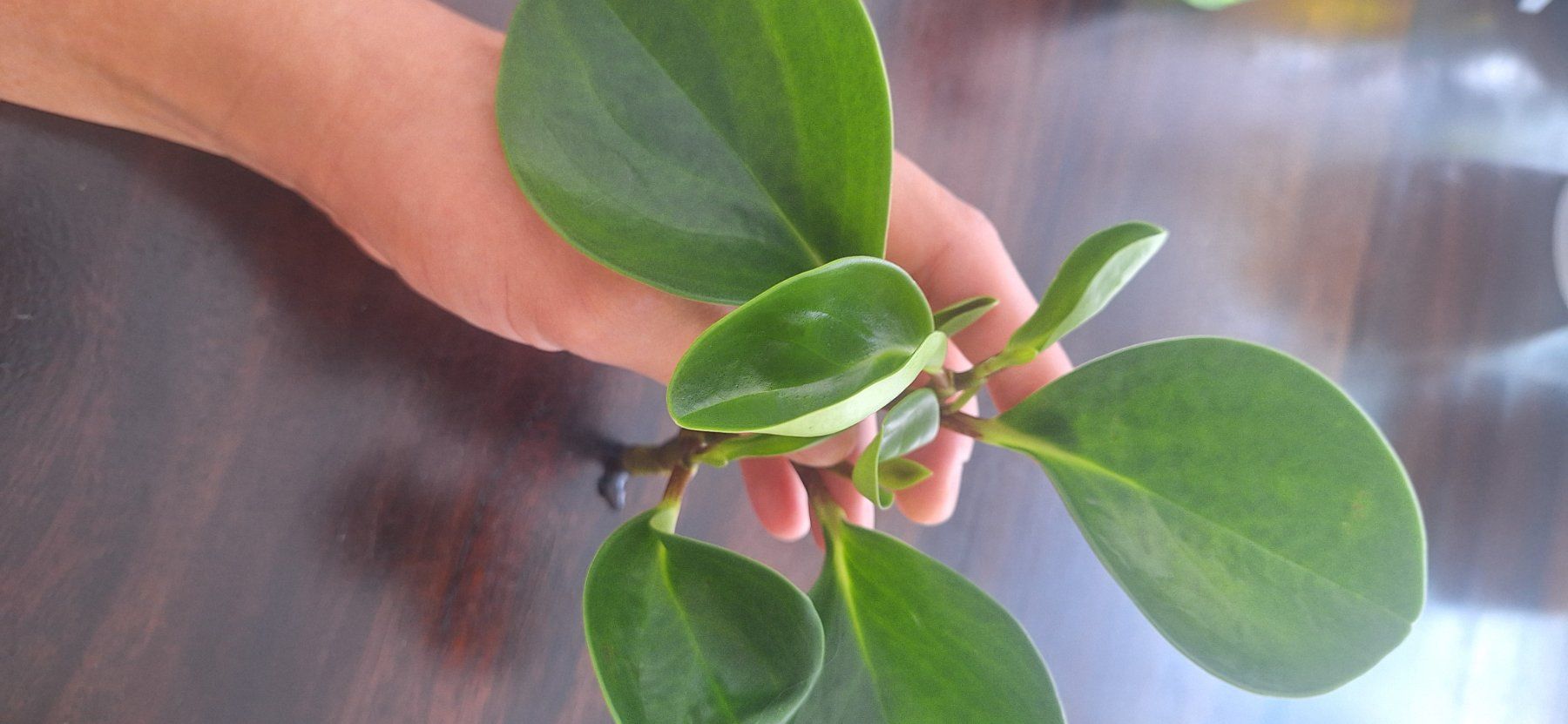 Pflanzen & Samen: Peperomia Ableger – Gebraucht aus Zürich von fra_gw8w