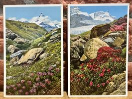 2 ALPENROSEN & ALPENASTER Fluhalp Findelen-Gletscher Zermatt
