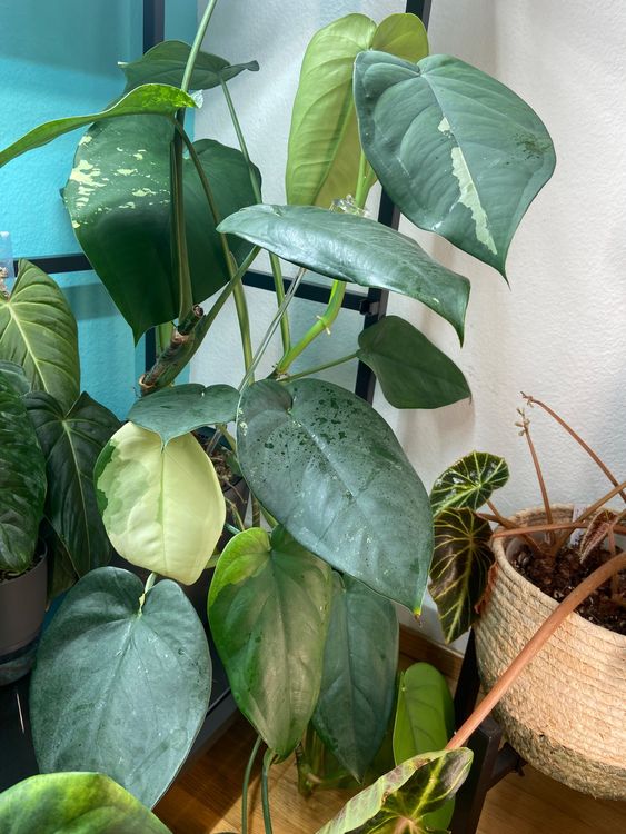 Syngonium Chiapense Variegata vergrnt - Ableger (Gebraucht) in Zrich fr  CHF 25  nur Abholung auf Ricardo kaufen