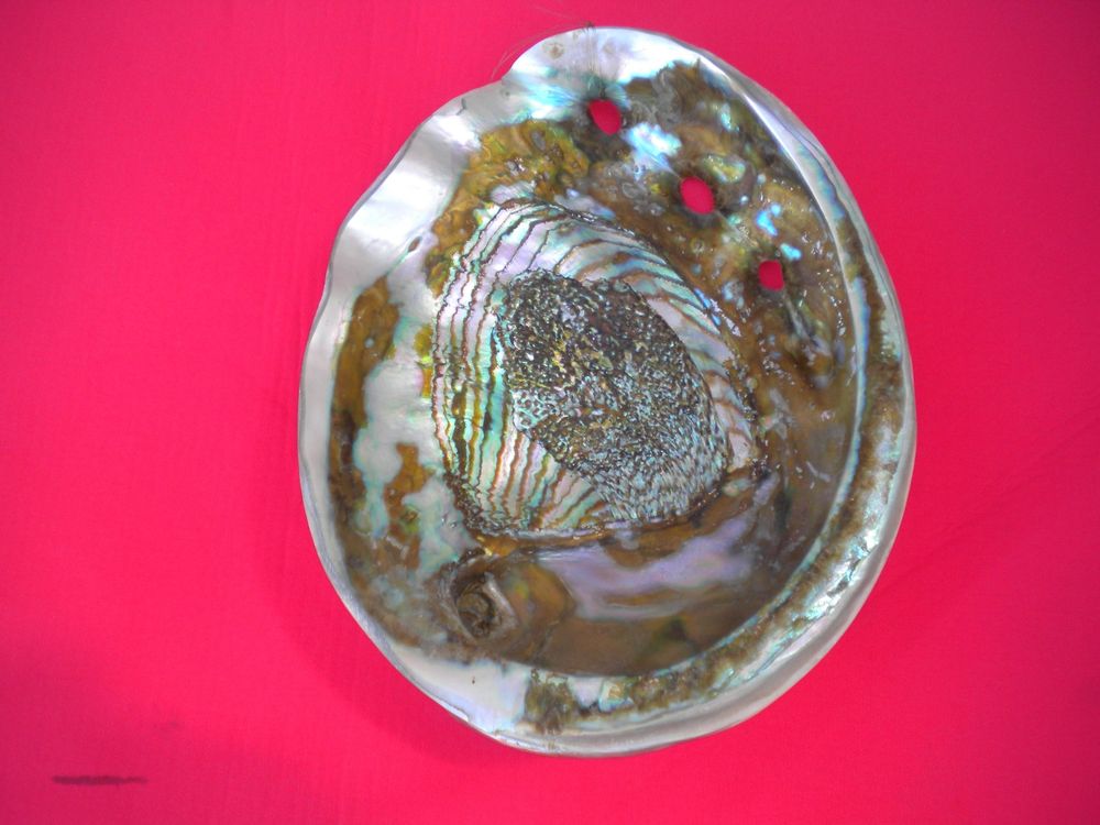 Muschelschale Riesengross zum Wand aufhängen (Gebraucht) in ...