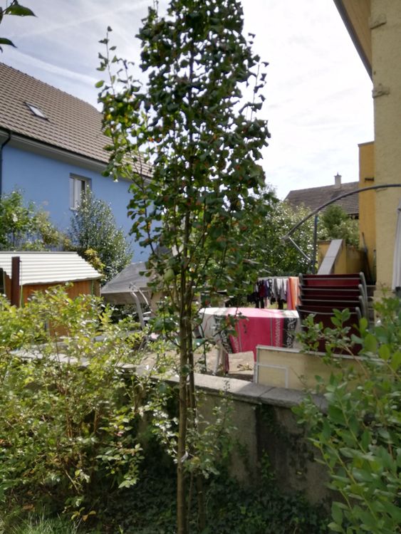 3 Obst Bäume Apfel Birne Kaufen auf Ricardo