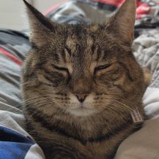 Profile image of stamma
