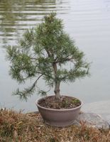 BONSAI  -  Bergkiefer