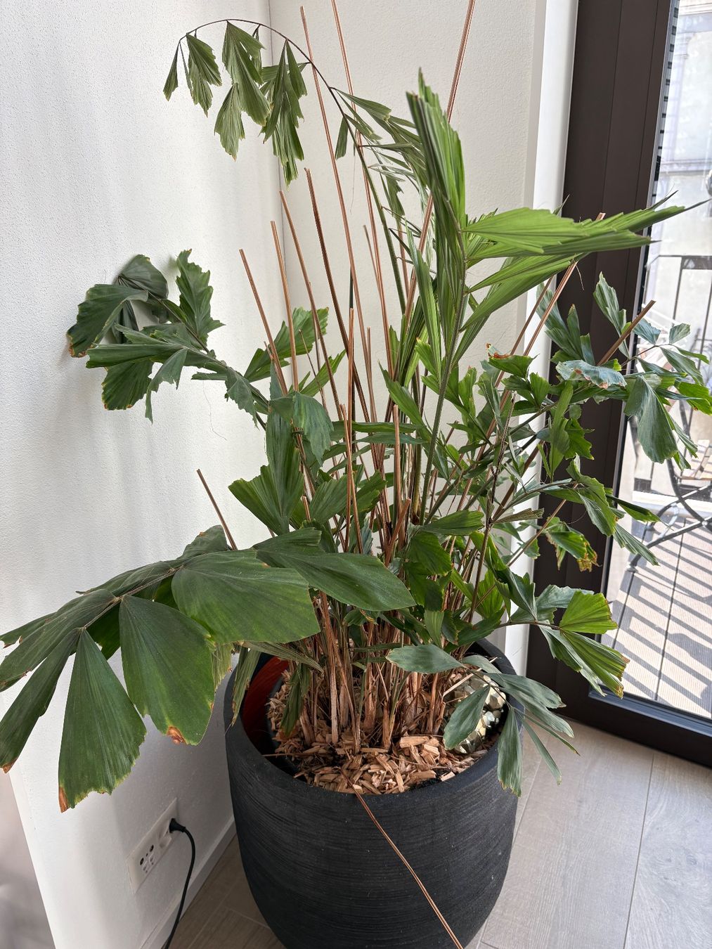 Pflanzen & Samen: Pflanze Fächerpalme – Gebraucht aus Zürich von Tatiana_74 2