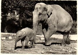 ZÜRICH Zoologischer Garten - Ind. Elefanten