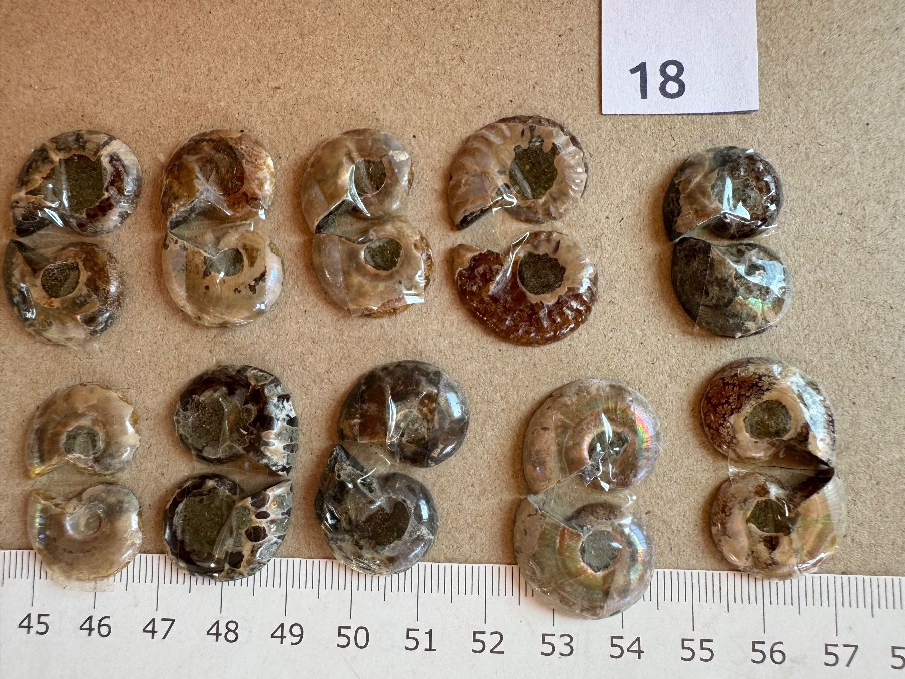Fossilien: Ammoniten   - 10 Paar klein!, top poliert - lässige Sammlung – Neu und originalverpackt aus Leuggern von gemshow 1
