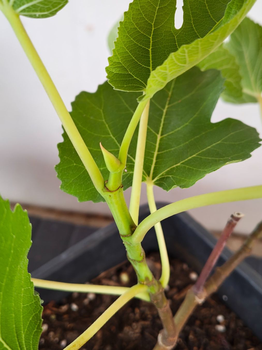 Plantes & graines: Schwarze Feigenbaum im Topf junge Pflanze – D'occasion à Uerkheim par Justi.y 4